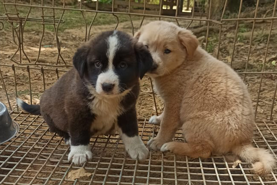 Qué es un Refugio de Adopción Animal? - NUPEC